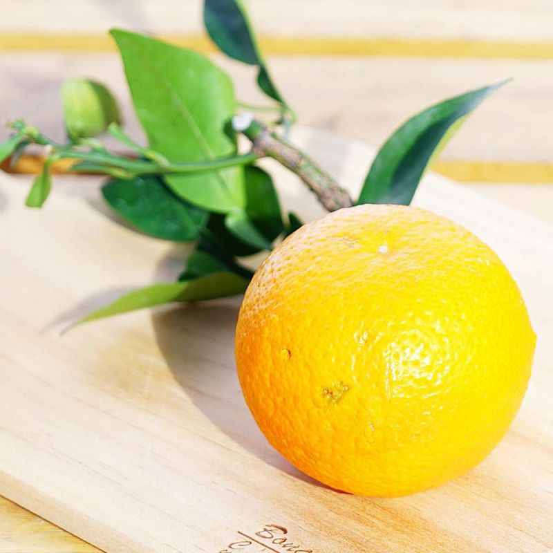 代々 香酸柑橘類 苗 販売 苗木部 By 花ひろばオンライン