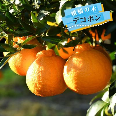 柑橘 デコポン 苗 鉢植え 苗木部 By 花ひろばオンライン
