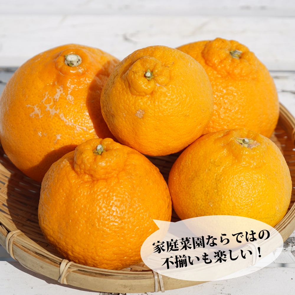 デコポンページ 000000004401-02-l.jpg?t=