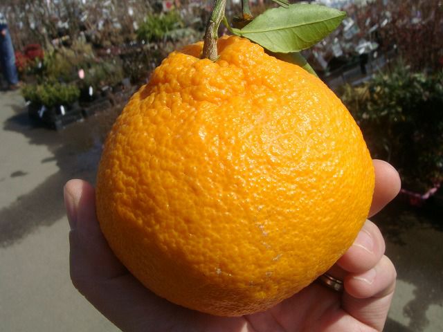 不知火デコポン大苗木♪ レモンの横に♪ 木熟 デコポン 約5kg（18～