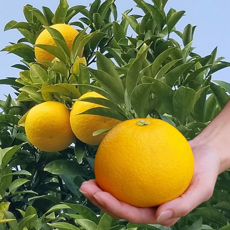 000000004414-05-l.jpg?t=