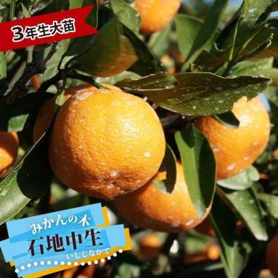 がんもさま専用 極早生 上野早生みかん 苗木 4年生 大苗 コルレオファーム / 【極早生みかん】上野早生
