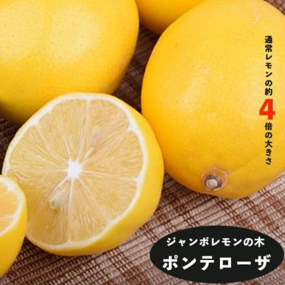 柑橘 レモン ポンテローザ 苗 販売 苗木部 By 花ひろばオンライン