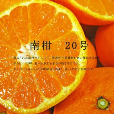 大津4号 温州みかん 苗 おすすめ 苗木部 By 花ひろばオンライン 大津4号 温州みかん 苗 おすすめ 苗木部 By 花ひろばオンライン