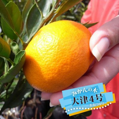 柑橘 はるみ 苗 販売 苗木部 By 花ひろばオンライン