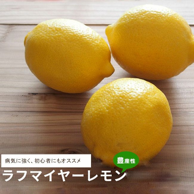 ラフマイヤー レモン 苗 通販 苗木部 By 花ひろばオンライン