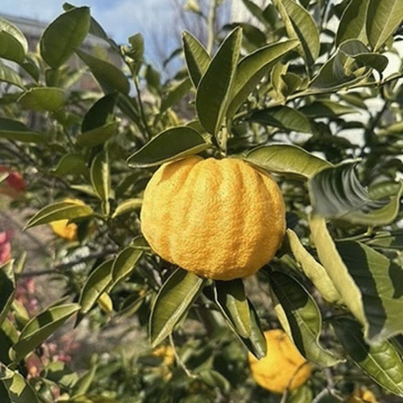 シシユズ ザボン 苗 販売 苗木部 By 花ひろばオンライン