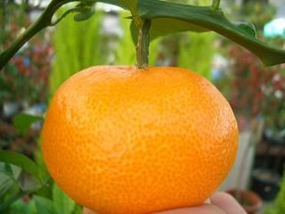 小原紅早生 みかん 4年生 実つき！