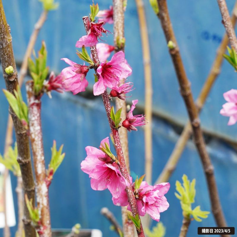 桃の花 モモ 蟠桃 苗 販売 苗木部 By 花ひろばオンライン