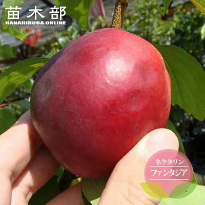 カカオ クリオロ種 ボスケ ブランカ 苗 販売 苗木部 By 花ひろばオンライン