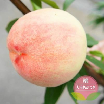 桃 苗木 【大玉あかつき】 1年生接木苗