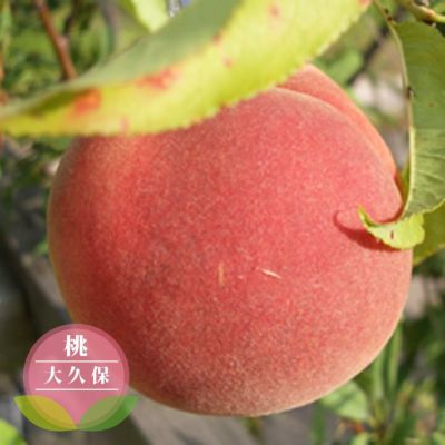 楽天市場】桃 苗木 【ジャンボピーチ】 1年生接木苗 : 苗木部