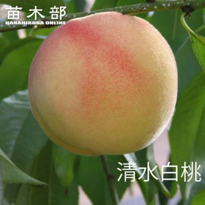 大玉白鳳 白鳳 苗 通販 苗木部 By 花ひろばオンライン