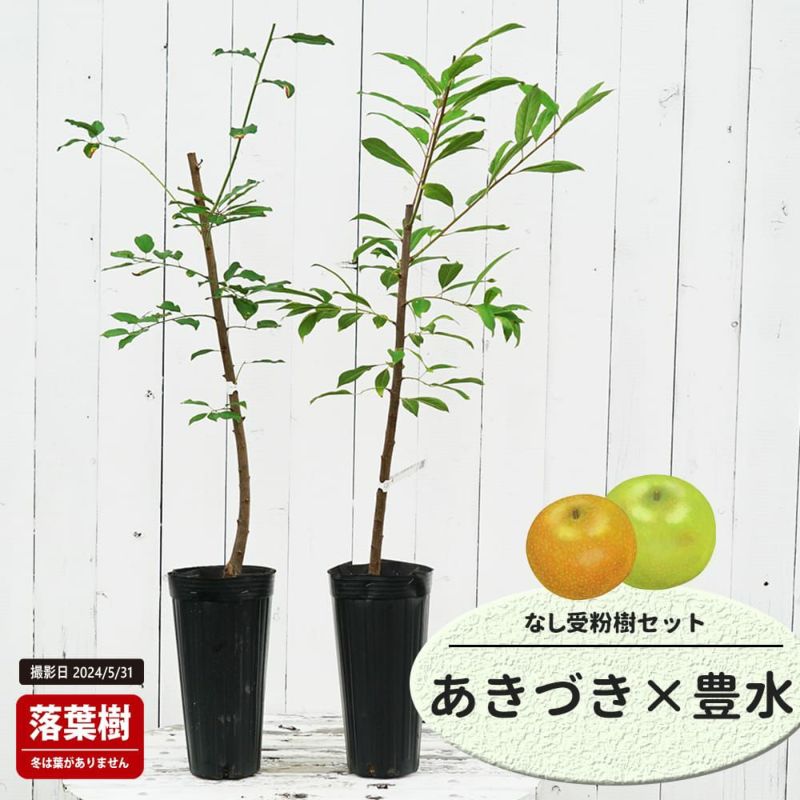 ナシ苗木 【秋月】 PVP登録品種 梨 赤ナシ あきづき 苗 販売 苗木部 By