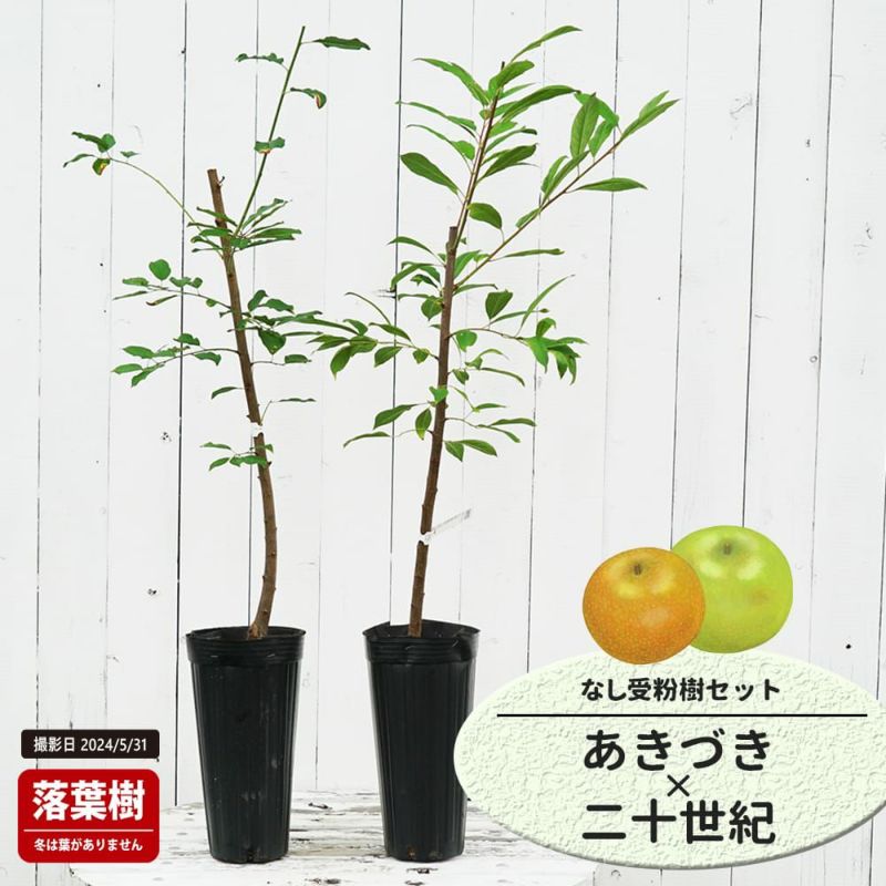 梨 赤ナシ あきづき 苗 販売 苗木部 By 花ひろばオンライン