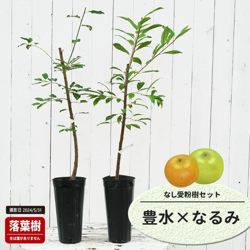 梨 赤ナシ 豊水 苗 販売 苗木部 By 花ひろばオンライン