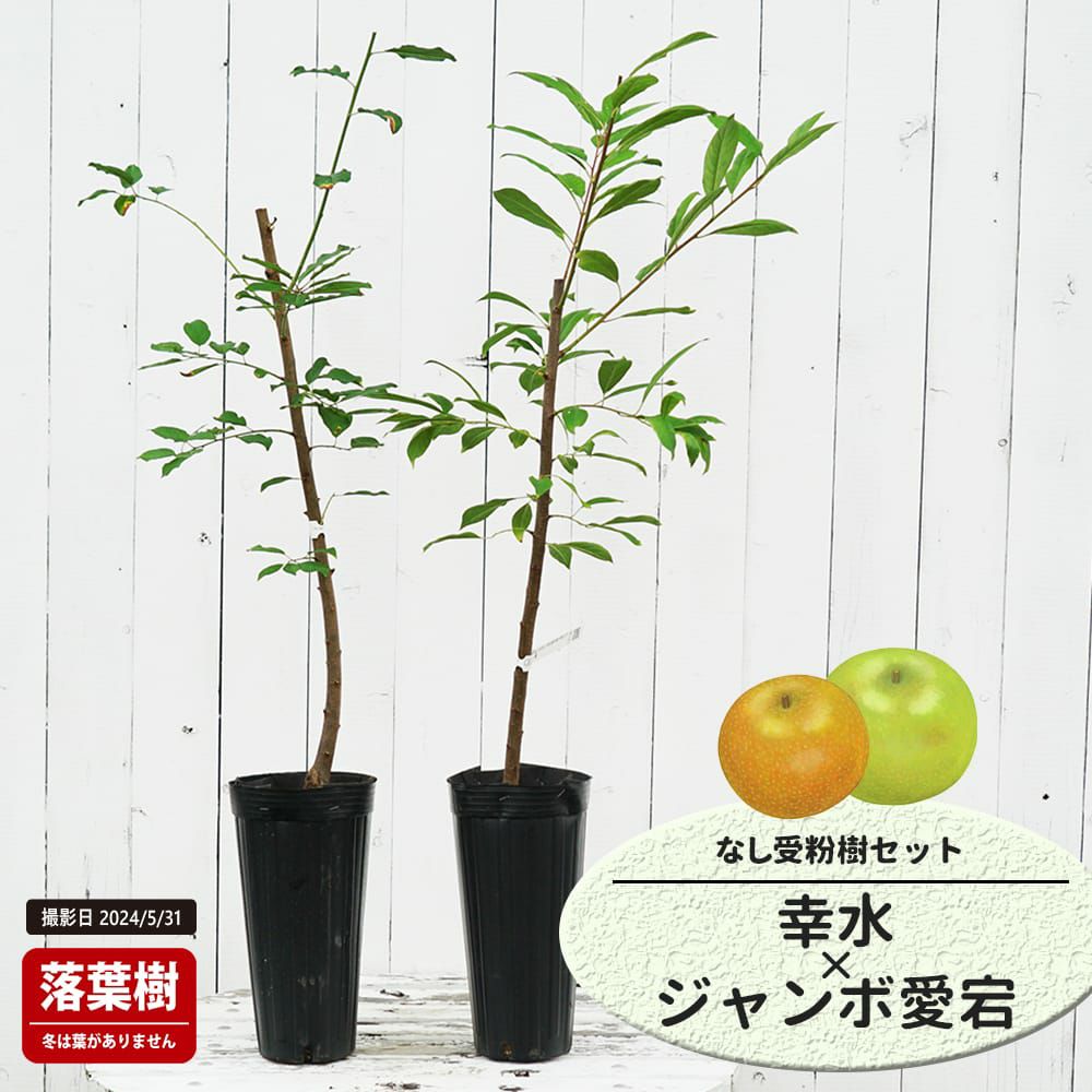 梨 赤ナシ 幸水 苗 販売 苗木部 By 花ひろばオンライン