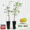 なし 幸水と南水の受粉樹セット