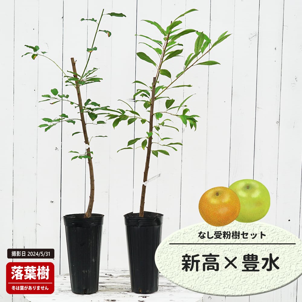 梨 花粉 幸水 40g 発芽率80%（楽天市場】梨 苗木 【梨2品種 受粉相性OK 