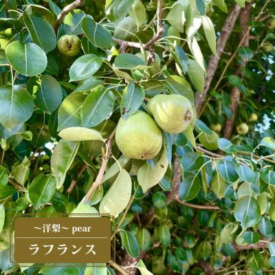 洋梨　苗木二本セット　ラフランス、ルレクチェ 洋梨苗木二本セットラフランス ルレクチェ｜Yahoo!フリマ（旧