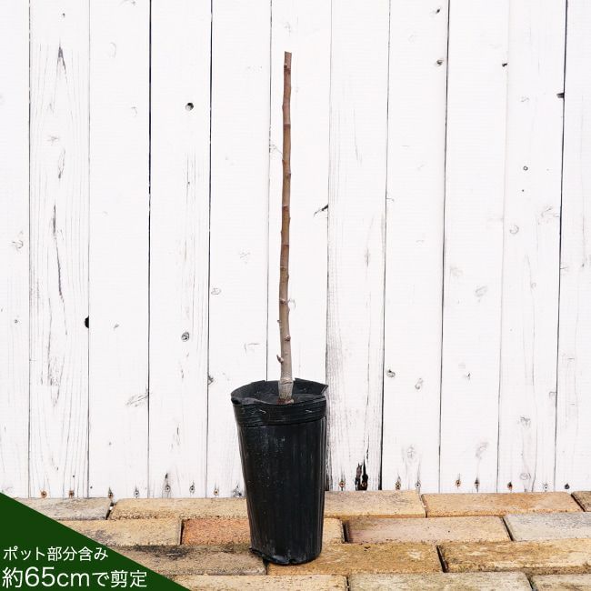 リンゴ 選抜富士 苗 販売 苗木部 By 花ひろばオンライン