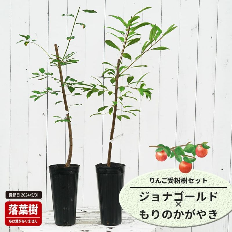 林檎（ジョナゴールド）植木