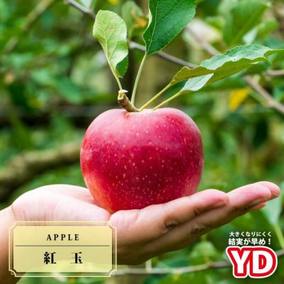 リンゴ クッキングアップル 紅玉のおすすめ 苗木部 By 花ひろばオンライン