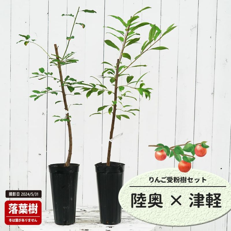 貝とりんご 陸奥 リンゴ の特徴と育て方 kaju_ringo-jset-13 受粉樹セット