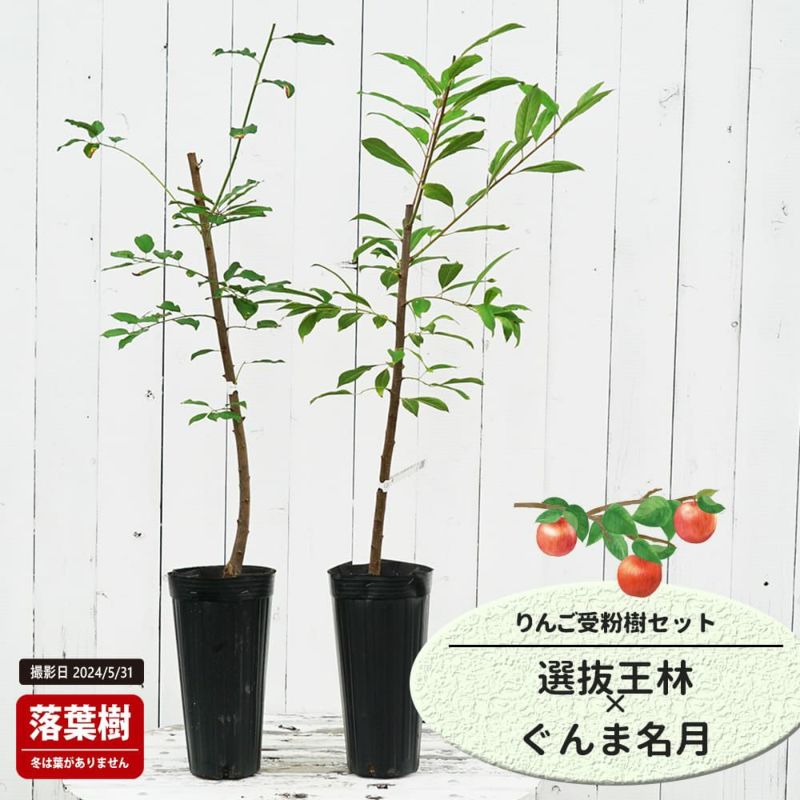 王林　成木　リンゴの木 リンゴ 選抜王林 苗 おすすめ 苗木部 By 花ひろばオンライン