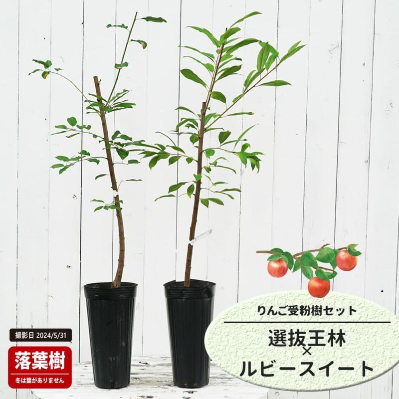 りんご　苗木　王林　大小セット　１.7メートル リンゴ 選抜王林 苗 販売 苗木部 By 花ひろばオンライン