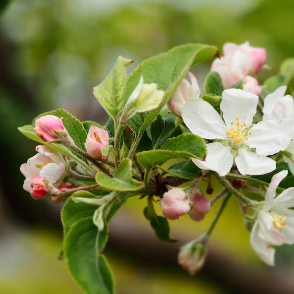 リンゴ 選抜津軽 苗 販売 苗木部 By 花ひろばオンライン