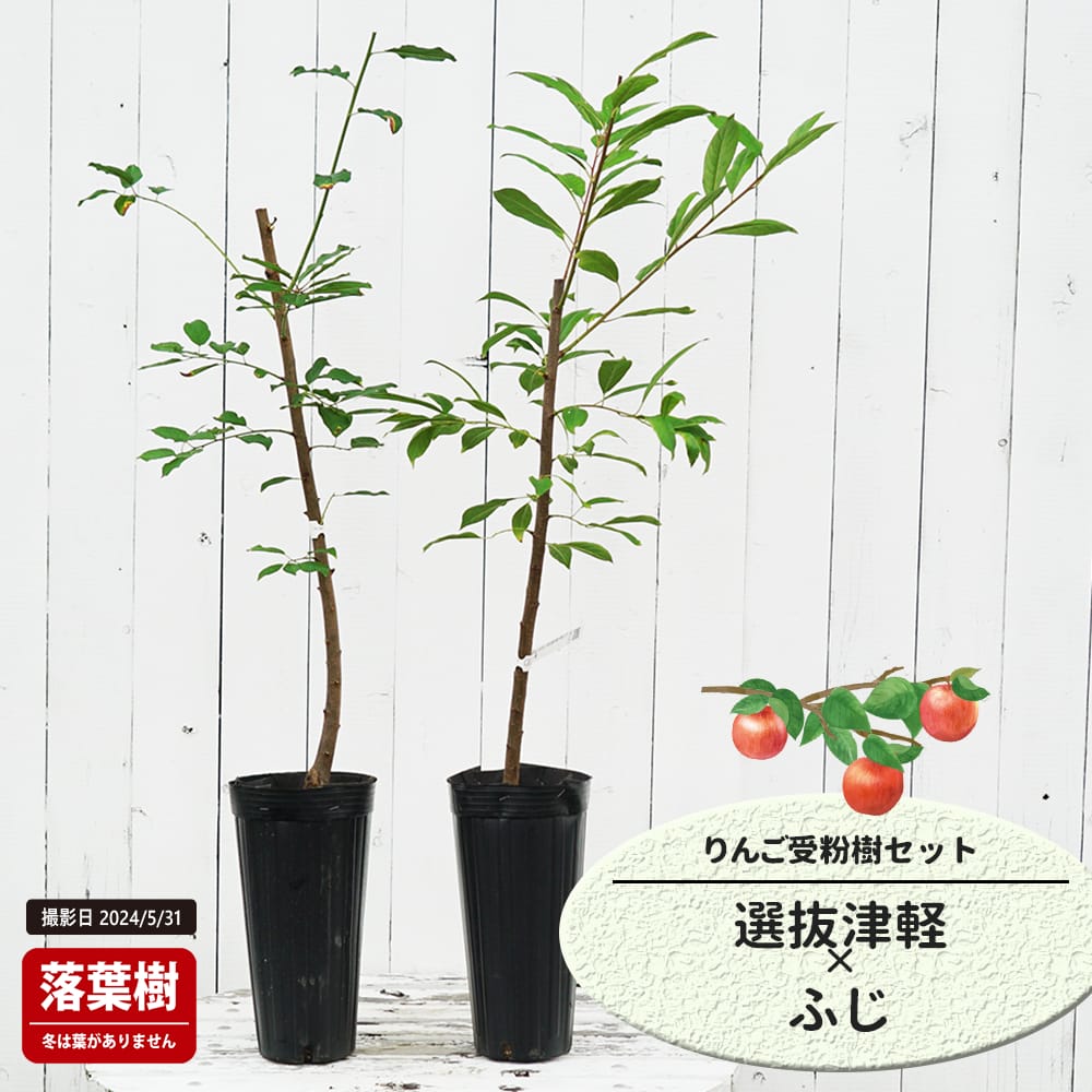りんご 苗木 津軽 大小セット 1.7メートル りんご 苗木 津軽 大小