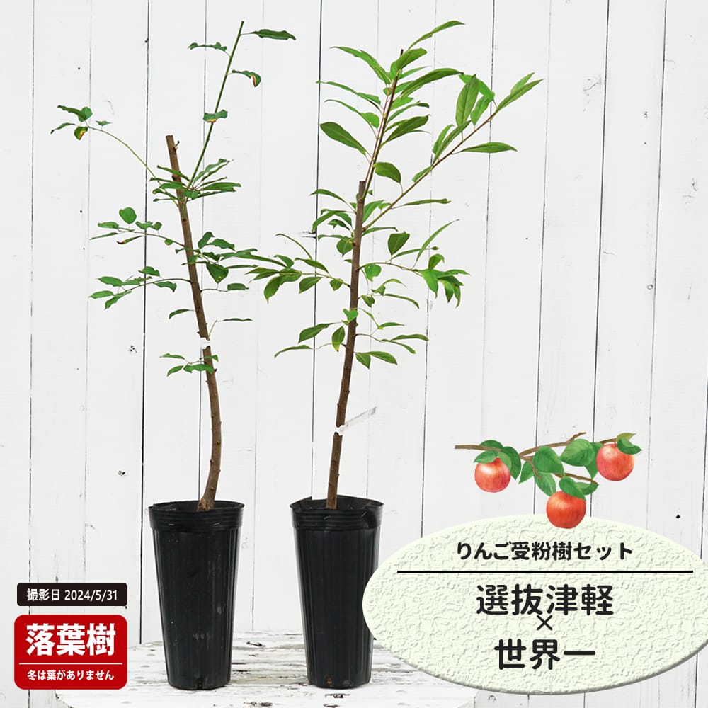 りんご　苗木　津軽　大1.8メートル リンゴ 選抜津軽 苗 販売 苗木部 By 花ひろばオンライン