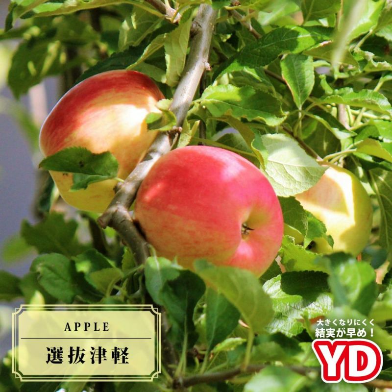 りんご苗木 【YD選抜津軽】 1年生矮性台木接木苗 - リンゴ