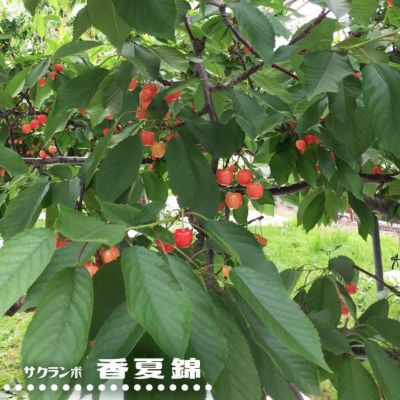 花サボテン エキノプシス属 桜色。:°ஐʚ - メルカリ