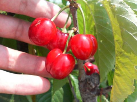 さくらんぼ苗木 ナポレオン 受粉木に最適です。2メートル りんご小苗