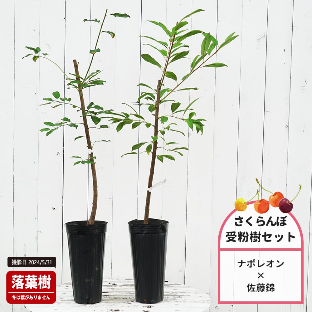 サクランボ ナポレオン 苗 販売 苗木部 By 花ひろばオンライン