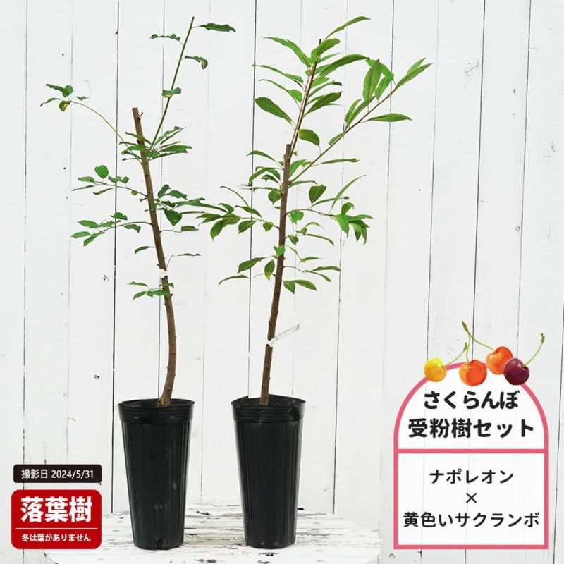 サクランボ ナポレオン 苗 販売 苗木部 By 花ひろばオンライン