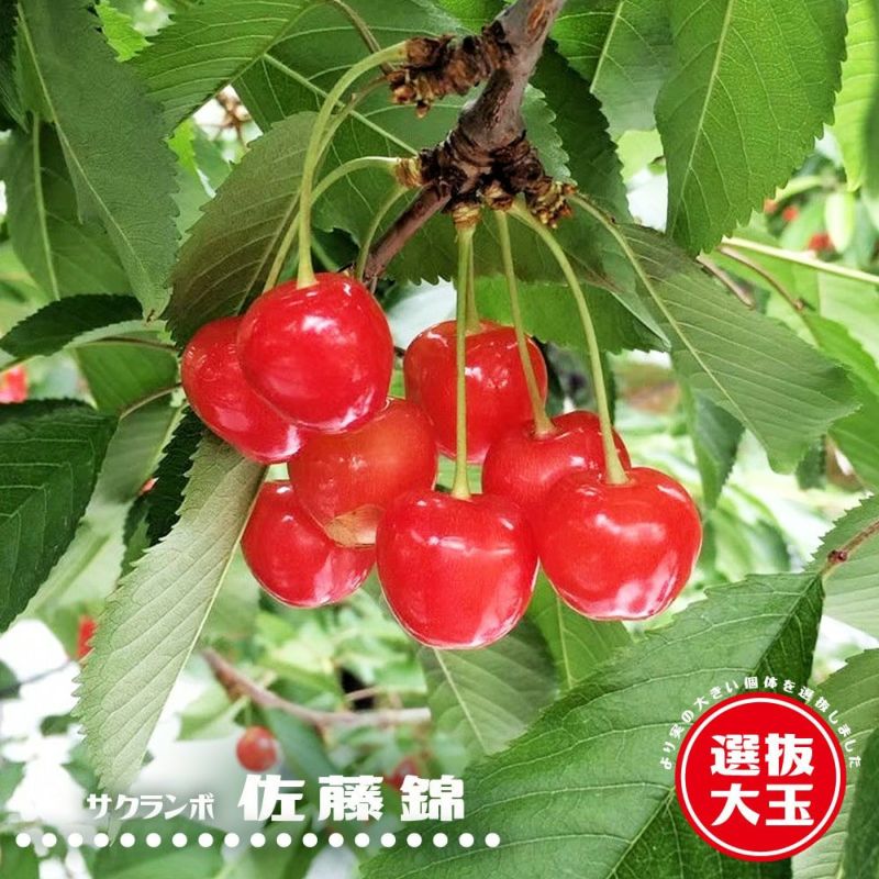 さくらんぼ大苗三種