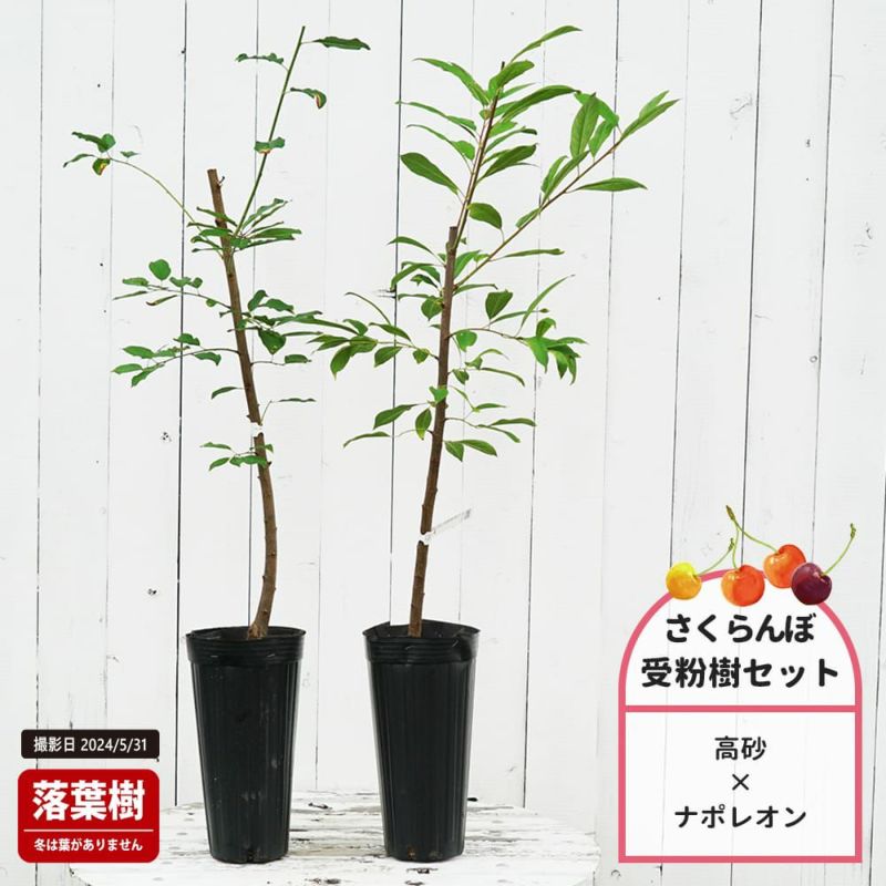 サクランボ 苗木　高砂　１.7メートル果樹の苗 小型 白鉢 サクランボ 高砂 苗 販売 苗木部 By 花ひろばオンライン