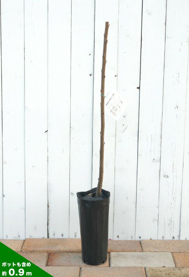 サクランボ ナポレオン 苗 通販 苗木部 By 花ひろばオンライン