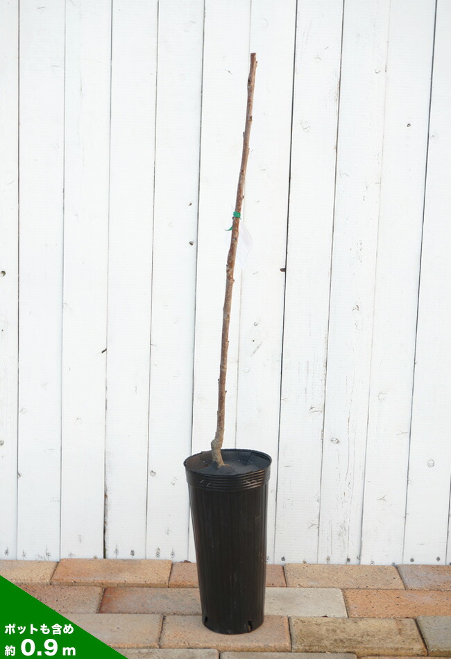 000000004635-03-l.jpg?t=