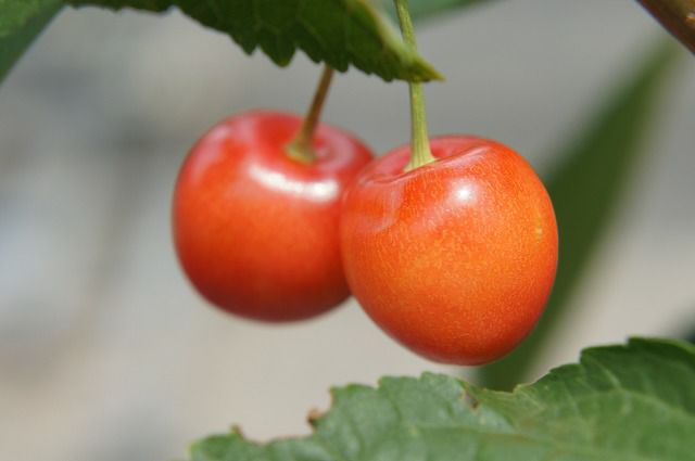 花とサクランボ imgrc0101658522.jpg