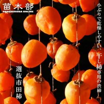 ナッツ 苗木 ペカン ピーカン ナッツ 実生苗 熱帯果樹 果樹 果樹苗 苗木部 本店 By 花ひろばオンライン ナッツ 苗木 ペカン ピーカン ナッツ 実生苗 熱帯果樹 果樹 果樹苗 苗木部 本店 By 花ひろばオンライン