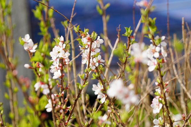 ゆすら梅 赤実 接木苗 果樹 人気品種 ガーデニング 家庭菜園