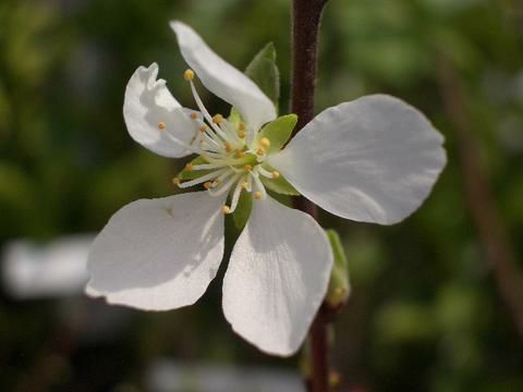 ユスラウメ 白実ユスラウメ 苗 通販 苗木部 By 花ひろばオンライン