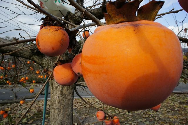 柿 不完全甘柿 水島 苗 販売 苗木部 By 花ひろばオンライン