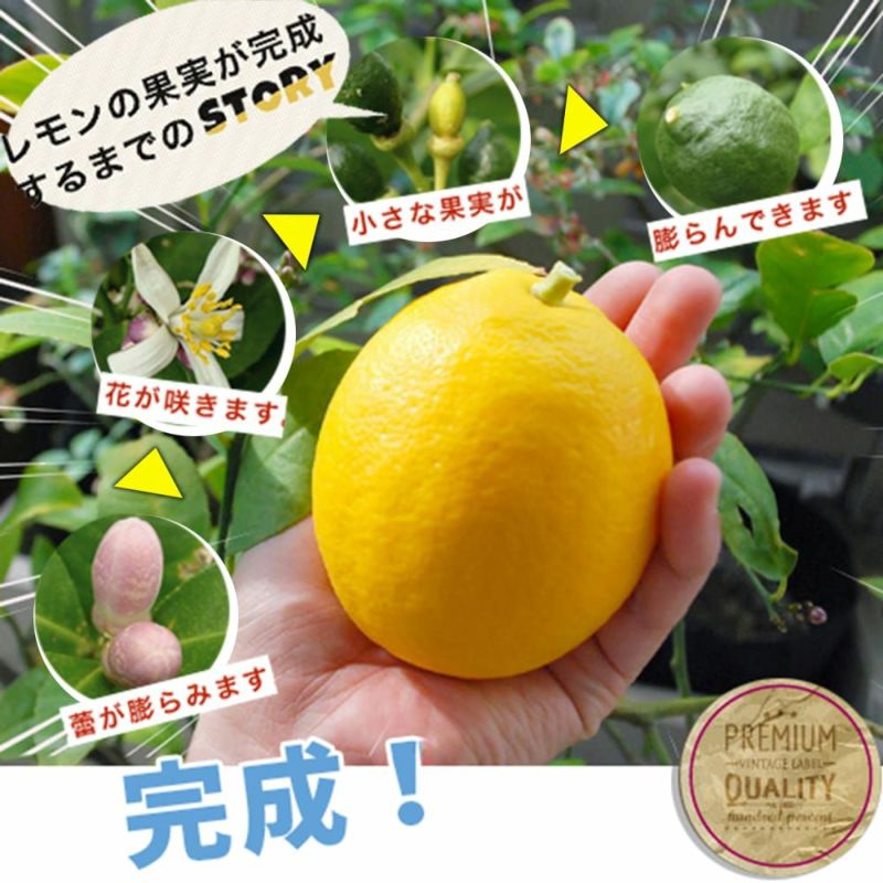 トゲなしレモンの木 アレンユーレカ2.0M(鉢底から)品番D トゲなしレモンの木 アレンユーレカ2.0M(鉢底から)品番B 果樹