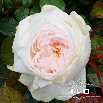 バラ苗 強香商品一覧 苗木部 本店 By 花ひろばオンライン バラ苗 強香商品一覧 苗木部 本店 By 花ひろばオンライン