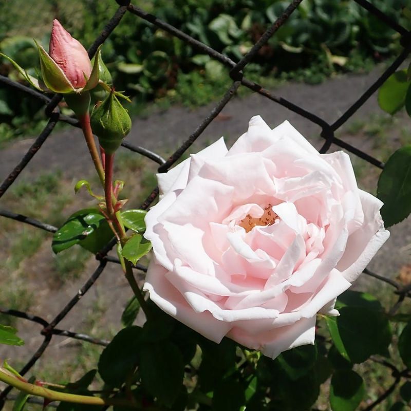 バラ ニュードーン LCl ラージフラワードクライマー （つるバラ） 苗